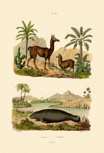 Lama, 1833-39